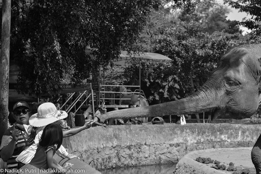 Pengunjung menyambut belalai gajah tunggang Jogja di Kebun Binatang Gembira Loka, Yogyakarta (19 Juni 2019). Foto: Nadia K. Putri/nadiakhadijah.com